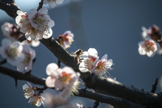 梅花迎春