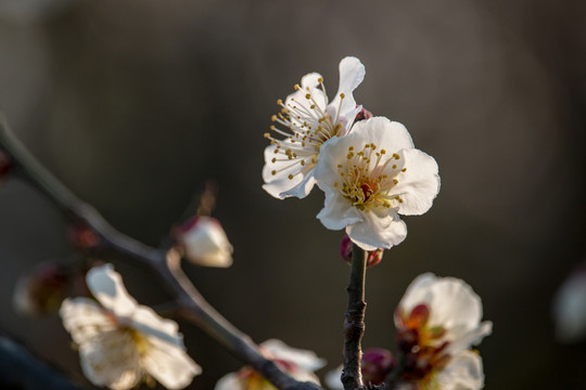 逆光梅花