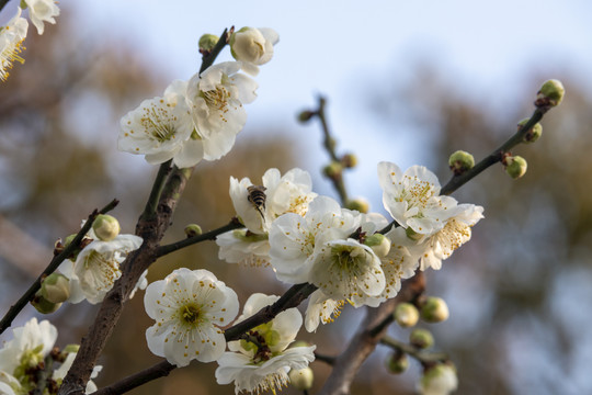 繁花似锦