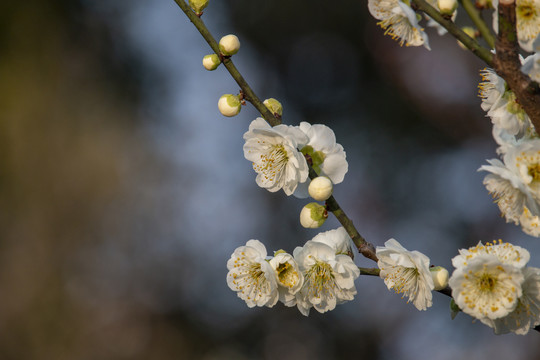 春天的梅花