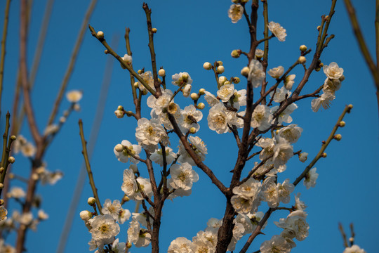 梅花盛开