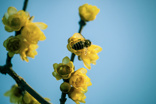 腊梅与蜜蜂