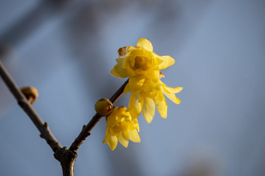 腊梅花