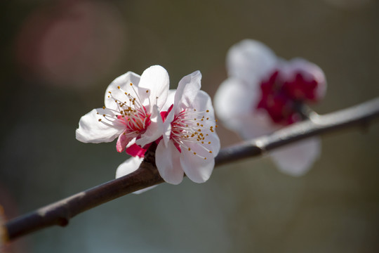 盛开的梅花