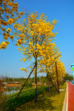 黄花风铃木风景