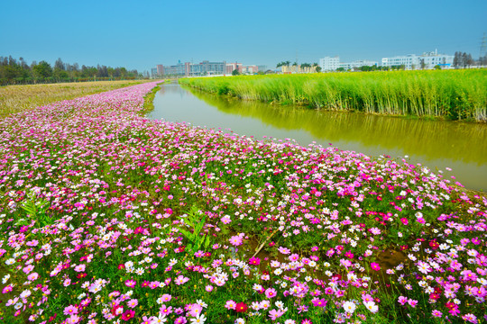 格桑花