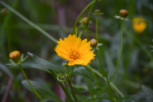 金鸡菊