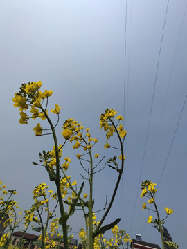 油菜花