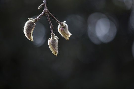 玉兰花苞