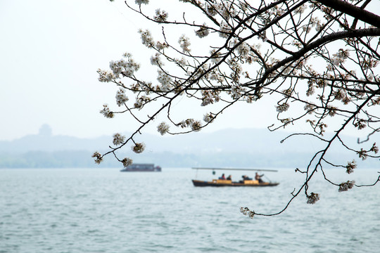 西湖樱花