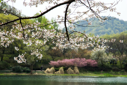 西湖樱花