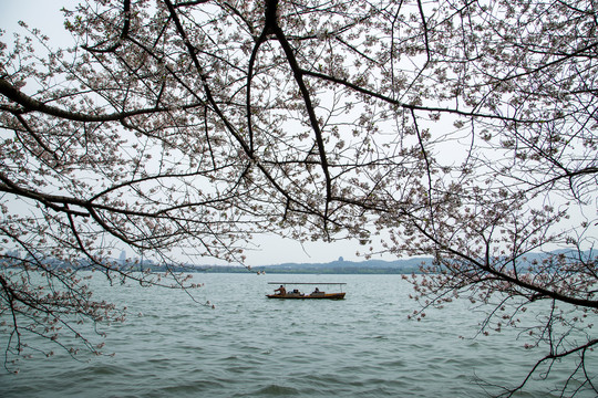 西湖樱花