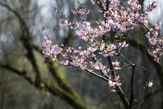 西湖樱花