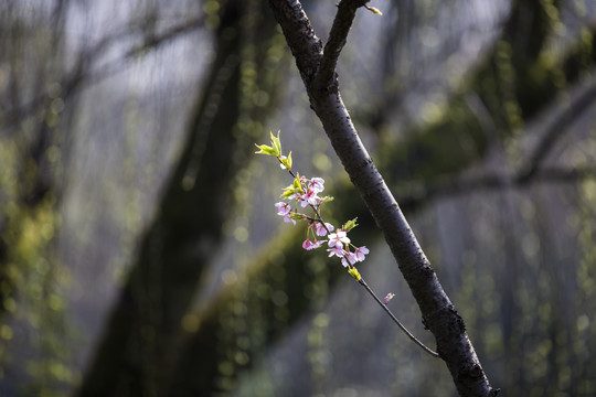 西湖樱花