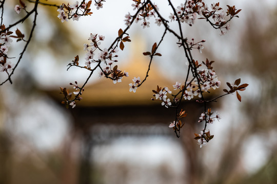 西湖樱花