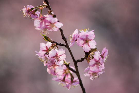 西湖樱花