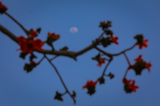 木棉花开