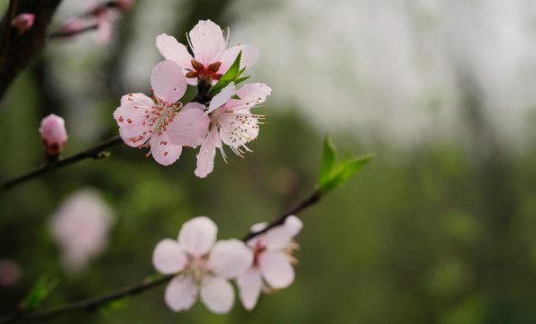 桃花