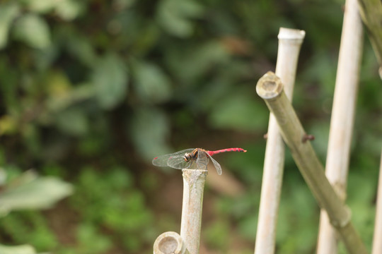 篱笆上的红蜻蜓