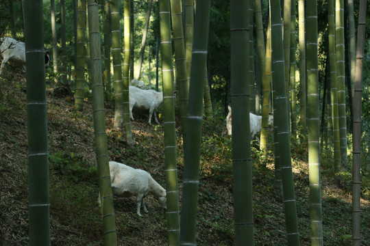 竹林里的山羊