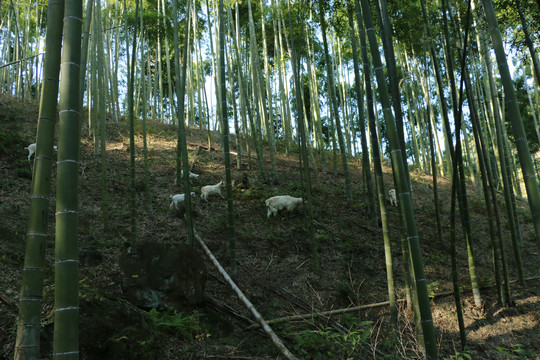 竹林里的山羊