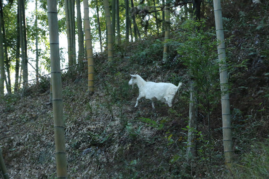 竹林里的山羊