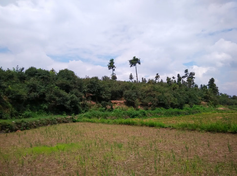 田园风景