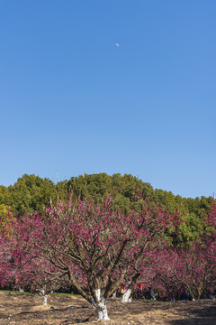 上海世纪公园