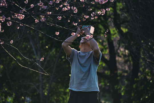 拍摄樱花