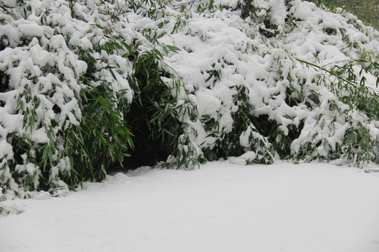 春天雪景