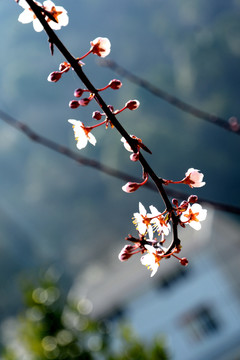 乡村风光