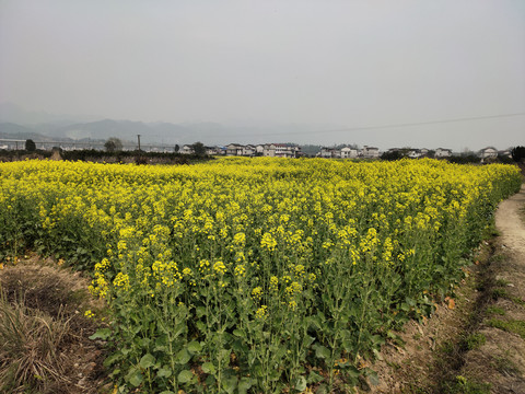 油菜花开