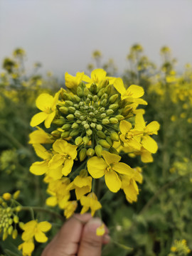 手拿油菜花