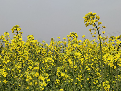 油菜花海