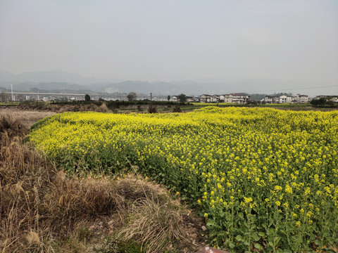 油菜花海