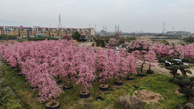 庭院景观造型树进口龙梅航拍