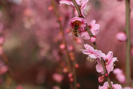 庭院景观造型树进口龙梅航拍梅花