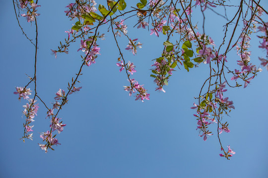 春暖花开