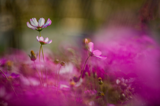 格桑花