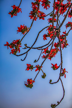 木棉花