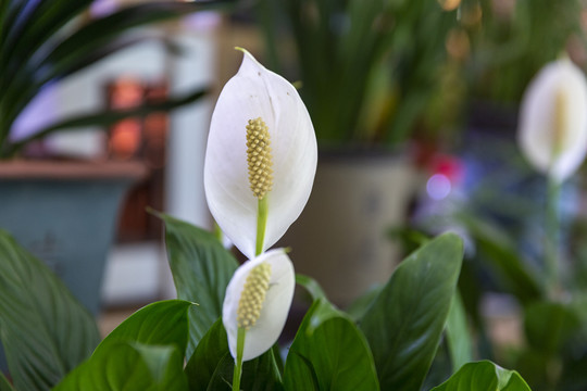 花卉一帆风顺