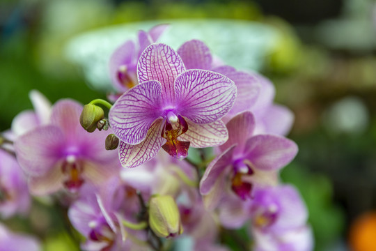 鲜花花卉