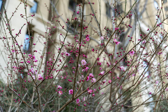 鲜花花卉