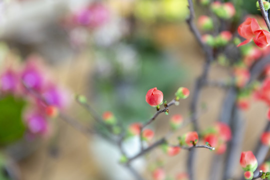 鲜花花卉