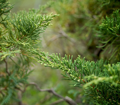 常绿树龙柏植物刺柏红心柏珍珠柏