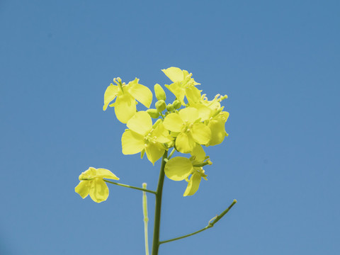 油菜花