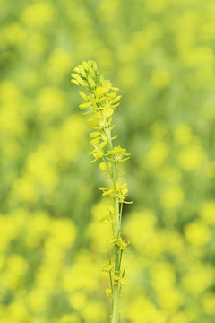 油菜花