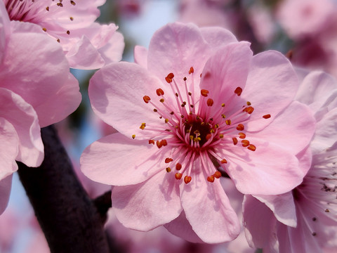 粉色桃花特写