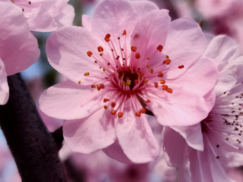 粉色桃花特写