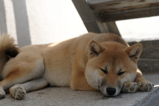 午睡的柴犬